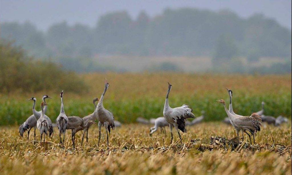 Тест 16 Тест 15 • Эко-отель "Белая Мельница"